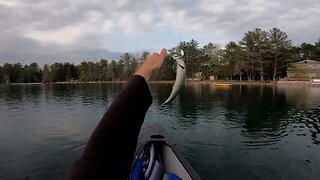 Rainbow trout in the lake?