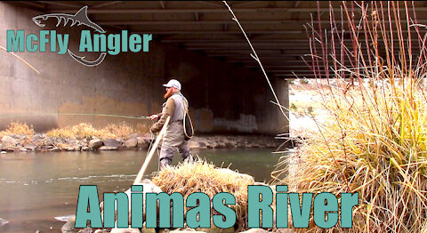 Fly Fishing The ANIMAS River after the EPA spill - McFly Angler Episode 4