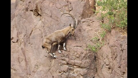 The incredible Nubian ibex (Goat) Climbing on Dam | Miracle of Nature #ytshorts #UbertainmentFun