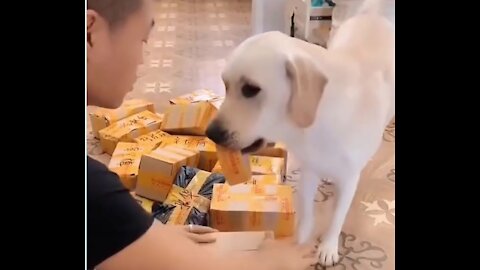 watch this dog help to his friend at work