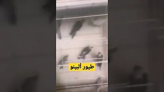 طيور ألبينو فاص أبيض كيوت روعة