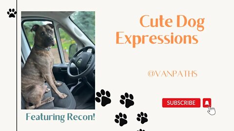 Cute dog expressions #funnyvideo #cute #dog