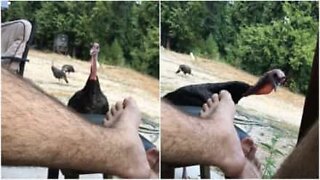 Distrustful turkey attacks man's toe