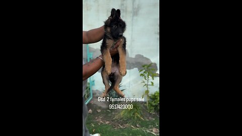 Gsd females pup sale