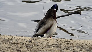 CatTV: Cleaning Duck