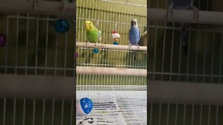 Budgies Unstoppable 💖 #shorts #youtubeshorts #funny #animallover #birds #budgies