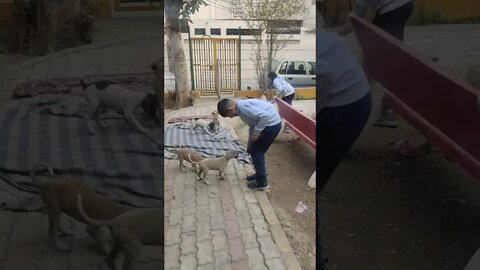 Didi feeding street puppies