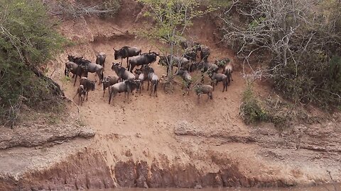 Wildebeest stuck on the river bed