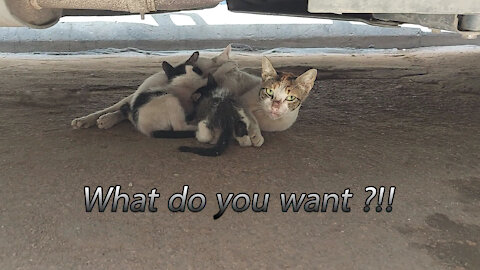 A cat from Egypt looks like she says, what do you want ?!