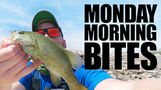 Searching for Illinois Smallmouth Bass | Monday Morning Bites: Episode 10