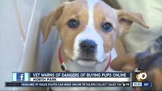 Veterinarians warn public of dangers of buying puppies online