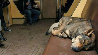 Stray Dogs Ride On Moscow’s Subway On A Daily Basis