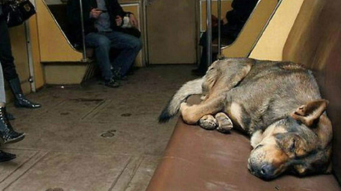 Stray Dogs Ride On Moscow’s Subway On A Daily Basis