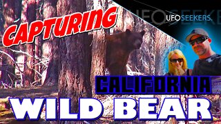 Capturing a WILD BEAR in the Forest Above Bakersfield, California