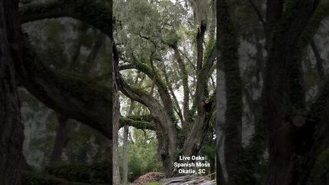 Beautiful stand of Live Oaks draped in Spanish Moss.