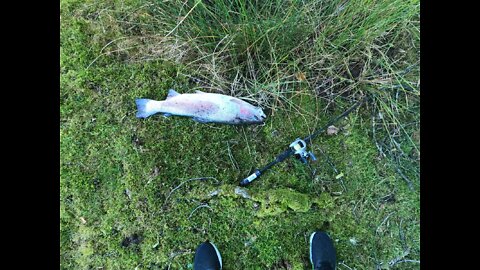 Fishing Rainbow Brown Trout - Sweden