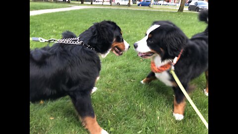 TOP 10 Interesting Facts About Bernese Mountain Dog.