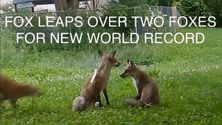 Fox Leaps Over Two Foxes For New World Record