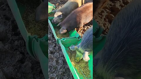 Female Pigs Enjoying Breakfast @UncleTimsFarm