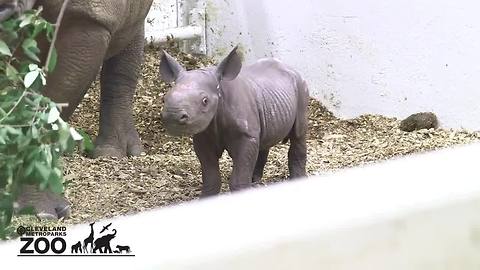 Eastern black rhino calf born at the Cleveland Metroparks Zoo