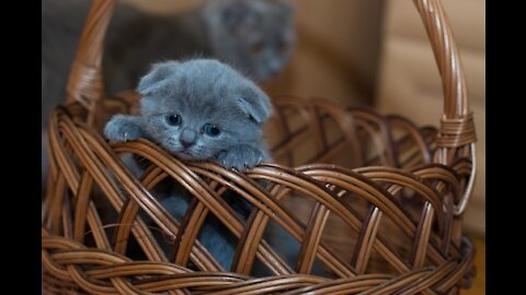 Lovely kitten and cats playing🐱🐱🐱🐱