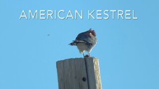 American Kestrel Eating a Mouse