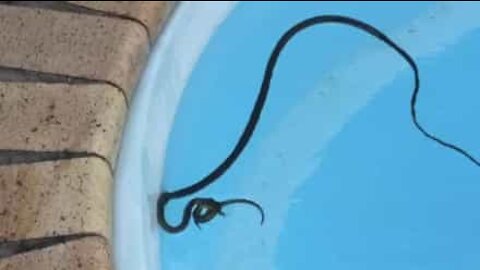 Un serpent chasse un lézard jusque dans une piscine