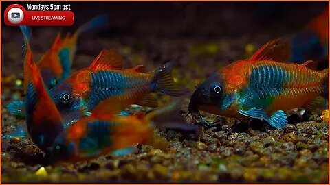 Buying Corydoras Live - Help me pick what species!!