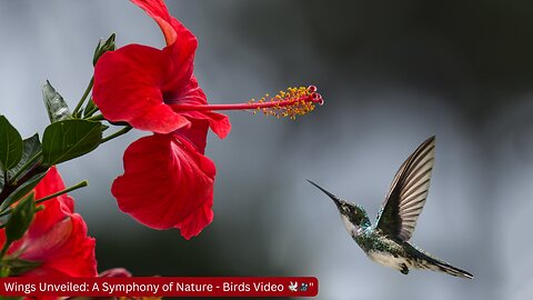 Wings Unveiled: A Symphony of Nature - Birds Video 🕊️🎥"