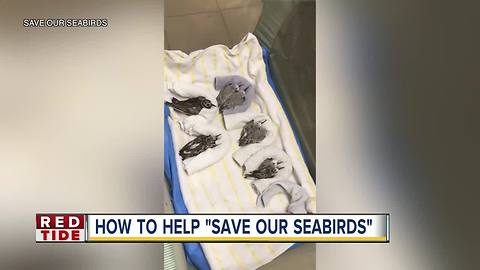 Red Tide affecting seabirds in Sarasota County