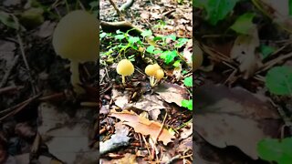 Beautiful little mushrooms 🍄