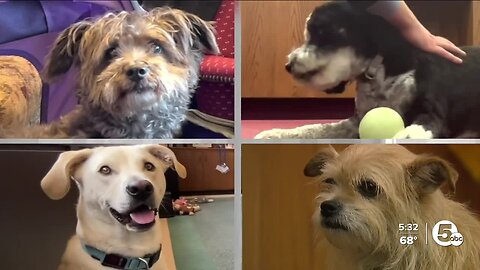 Cuyahoga County Courthouse embraces dogs in the workplace