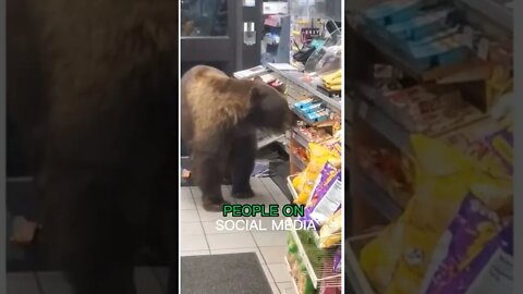 Bear Has Been Taking Food From the 7-11 Every Day! 😳😂 (Must Watch!)