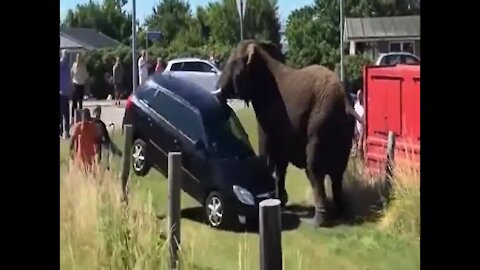 Elephant throw a Car away -Lion, Rhino Attack Moment