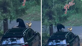 Black bear caught climbing onto home's trash bin