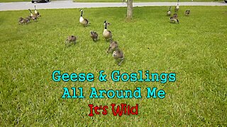 Geese & Goslings All Around Me