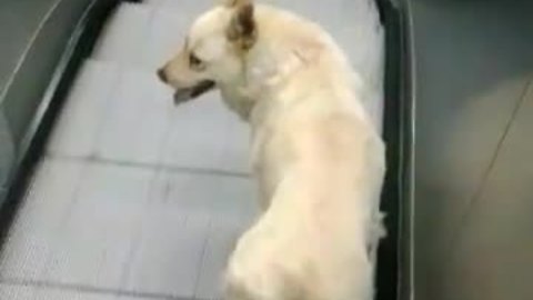 Dog uses escalator as own personal treadmill