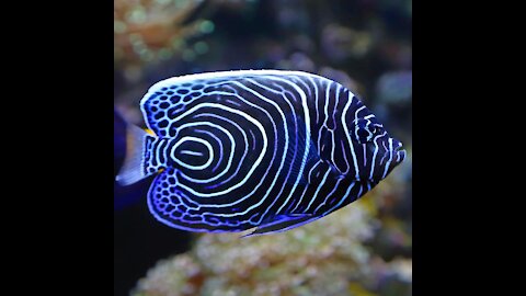Emperor Angelfish: Most Beautiful Juvenile Emperor Angelfish (Pomacanthus imperator)