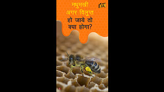 क्या होगा अगर मधुमक्खिया extinct हो गई तो? *