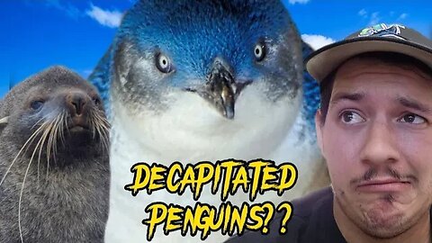 Decapitated Penguins washing up in Australia