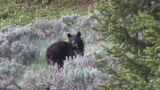 Black Bear's Brunch Interrupted!