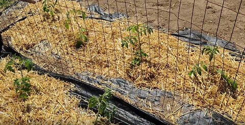 Tomatoes in the ground!