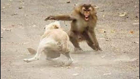 Monkey and Dog fight Funny Video| Monkey Teasing Dog Funny