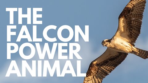 The Falcon Power Animal