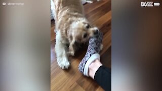 Cadela adora roubar meias dos pés!