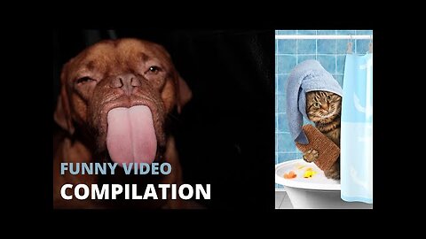 Funny animal Videos 2023