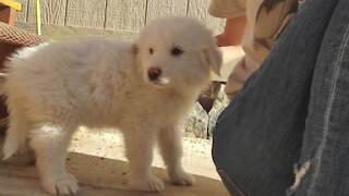 Park County woman warning others after being sold sick puppy on Craigslist