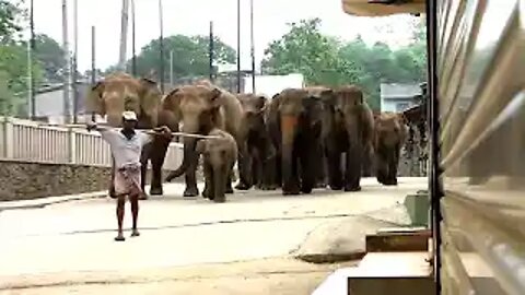 Pinnawala, the March of the Elephants.
