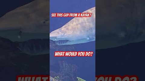 what would you do? #shorts #kayakfishing #shark #sharkweek #kayakangler #fish