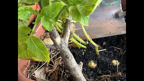 Update on potato plant